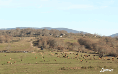 Ganadería extensiva: por qué importa cuando eliges carne ecológica