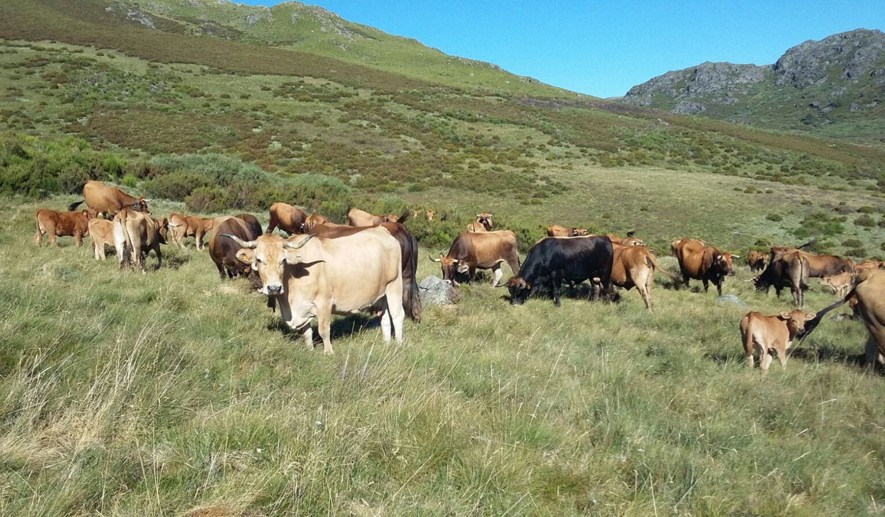 Vacas gallegas de raza autóctona
